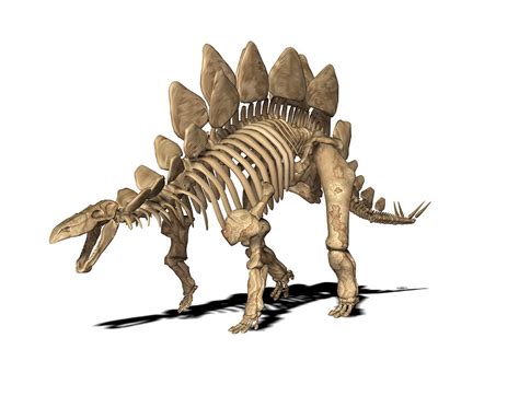 Stegosaurus Skeleton Photograph by Friedrich Saurer - Pixels