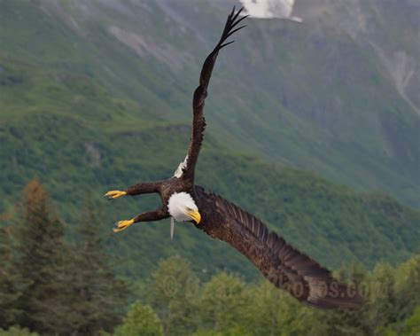 OzarksPhotos.com | Entry slideshow | American Bald Eagle Hunting