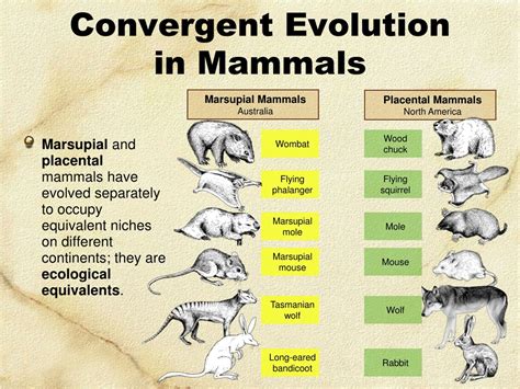 PPT - Convergent Evolution PowerPoint Presentation, free download - ID:8749225