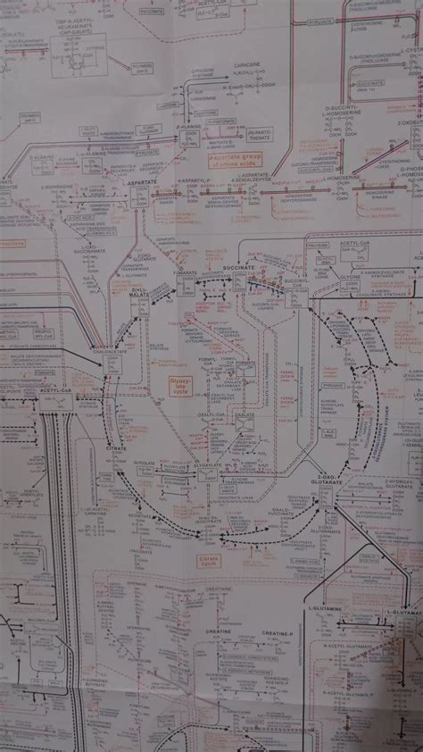 Biochemical pathways, a really huge poster : r/Biochemistry