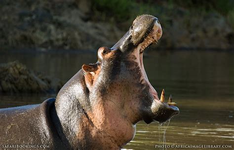 Serengeti NP Wildlife Photos – Images & Pictures