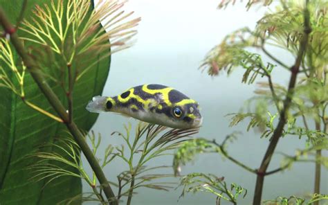 Eyespot Pufferfish Care: Complete Guide for Beginners - AquariumNexus