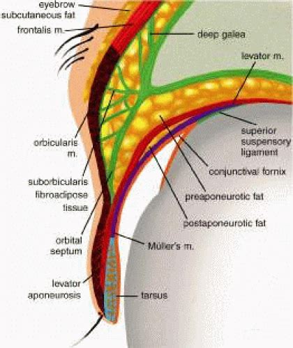 Eyelid Anatomy | Ento Key