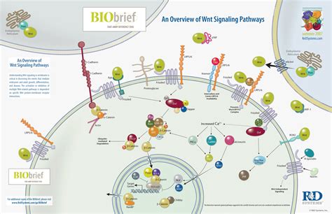 An Overview of Wnt Signaling Pathways: R&D Systems