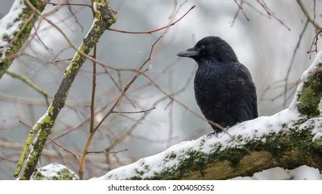 977 Tree Resting Crows Images, Stock Photos & Vectors | Shutterstock