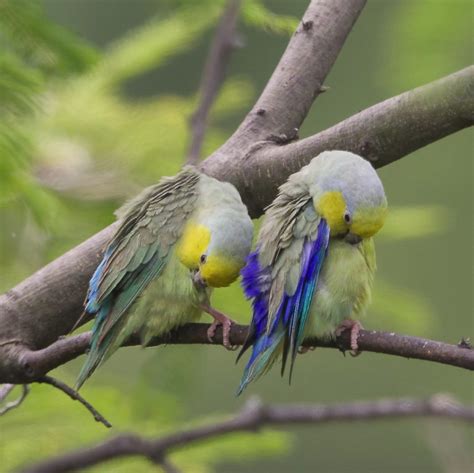 Yellow-faced Parrotlet | BirdPhotos.com