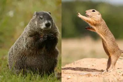 Gopher vs. Groundhog - PestControlFacts.com