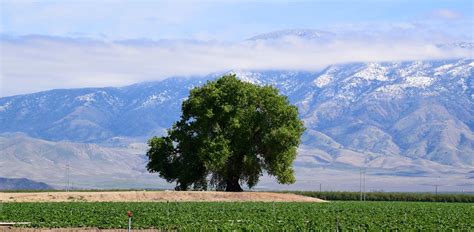 Charms of Lamont: Your Small-Town California Paradise