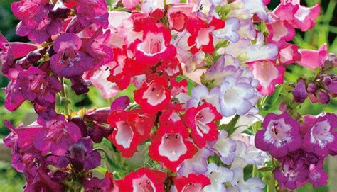 How to Sow Penstemon Seeds - Welldales