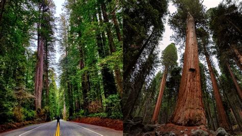 Redwoods vs Sequoia 2 | The Nature Seeker