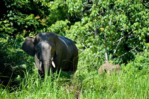 Borneo Rainforest Lodge | Amazing Adventures Travel