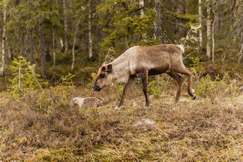 Reindeer in Its Natural Habitat Stock Image - Image of fauna, nature ...