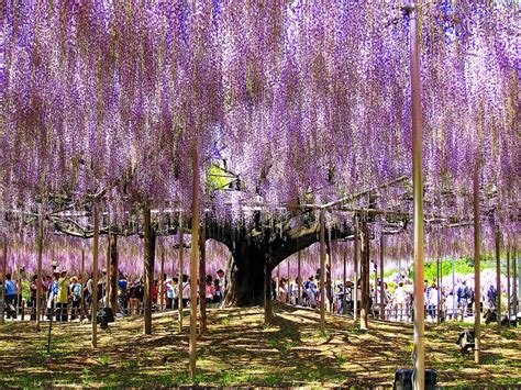 Mail2Day: 100 Years Old | Beautiful Wisteria in Japan