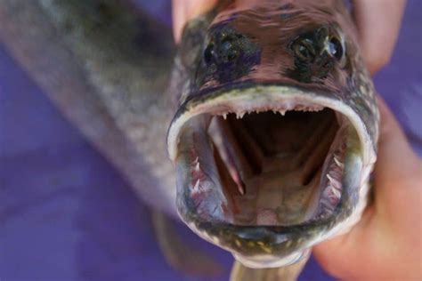 Northern Pike Teeth: Facts and Fiction - Outdoors Cult