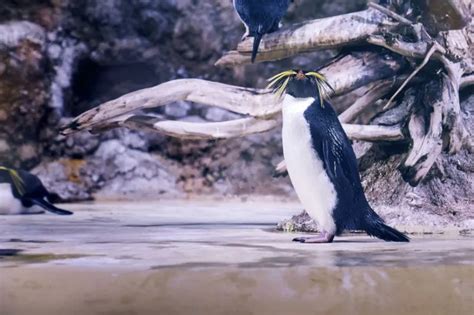 Northern Rockhopper Penguin: Is This Animal Endangered?