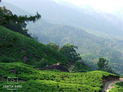 2 NI & 3 Days : Kochi - Munnar - Thekkedy - Kochi Package