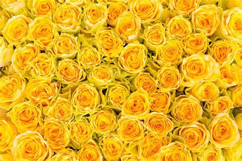 Yellow Roses Wallpapers - Top Free Yellow Roses Backgrounds ...