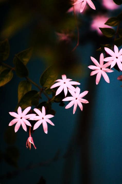 Pink Jasmine Flowers · Free Stock Photo