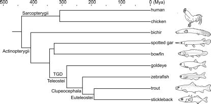 Phylogenetic relationships among lobe-fin (Sarcopterygii) and ray-fin... | Download Scientific ...