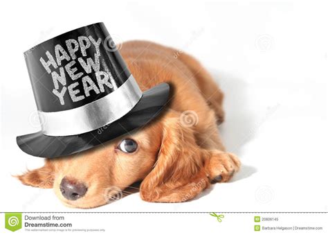 Dachshund puppy stock image. Image of puppy, celebration - 20806145