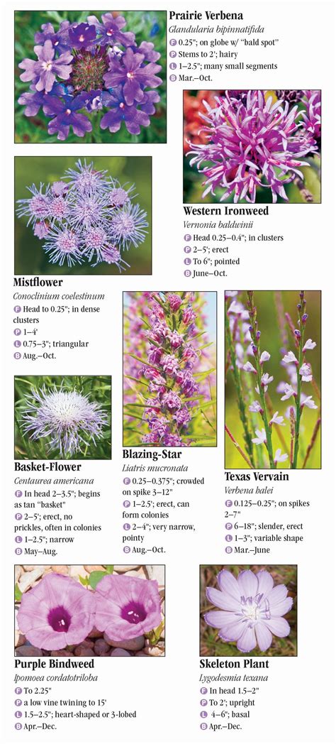 Wildflowers of North Texas – Quick Reference Publishing Wholesale