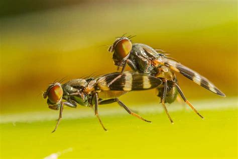 Semen seems to help female fruit flies remember things better | New Scientist