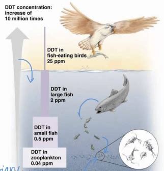 What is biomagnification? toppr.com