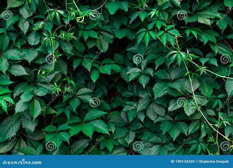 Ivy Texture. Ivy Hedge Background. Ivyberry Backdrop. Ivy Wallpaper. Ivyberry Backround Image ...