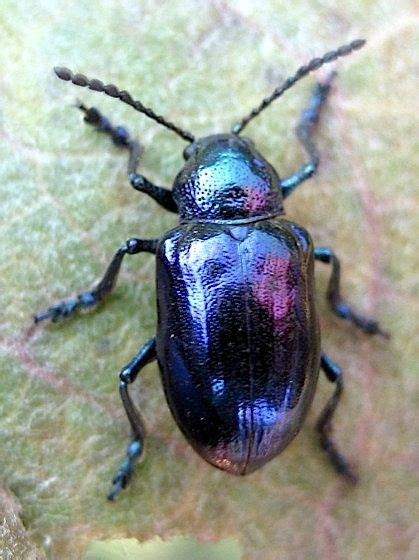 Blue beetle - Chrysochus cobaltinus | Blue beetle, Beetle, Bugs and insects