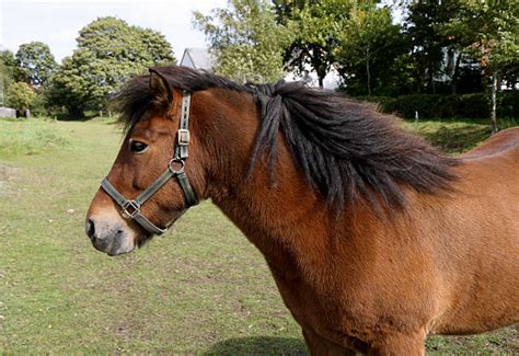 Jutland Horse Stock Photos, Pictures & Royalty-Free Images - iStock