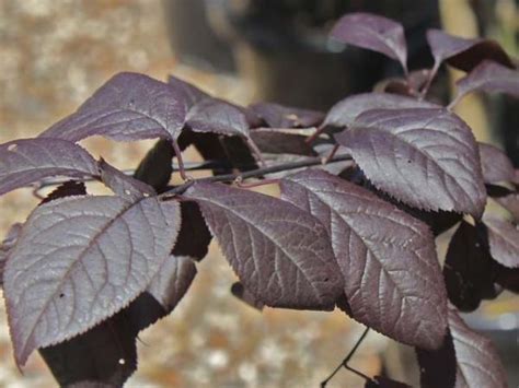 Black plum, Flowering plum (Prunus cerasifera) 'Nigra'