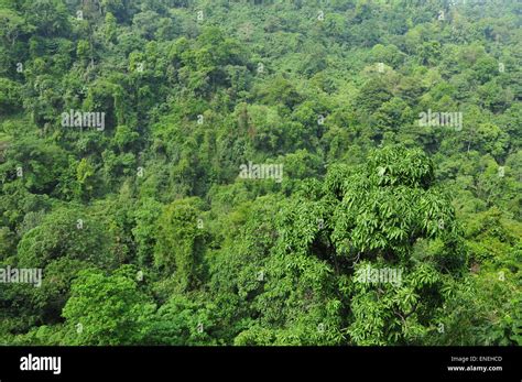 Thick forest trees in Kerala Stock Photo - Alamy