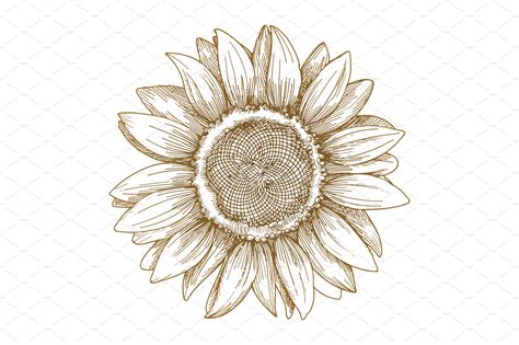 Sunflower sketch, vector ~ Illustrations ~ Creative Market