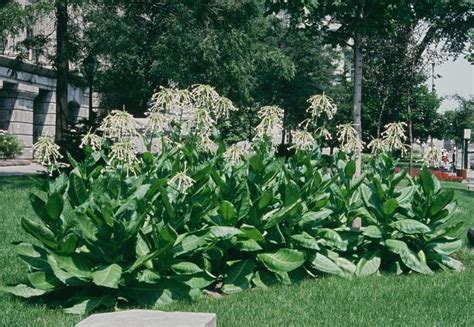 Flowering Tobacco | UMass Amherst Greenhouse Crops and Floriculture Program