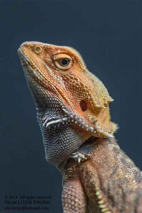 Pogona on Behance