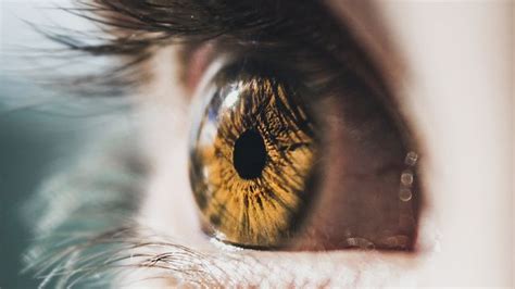 Take a Look Inside a Real Human Eyeball | Technology Networks