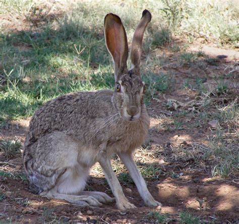 Jackrabbit | mammal | Britannica