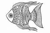 Angelfish Drawing Coloring Page  Free Printable Pages sketch template
