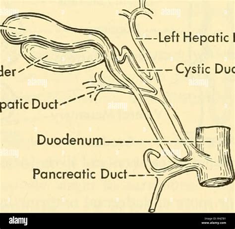 . Biology of the vertebrates : a comparative study of man and his ...