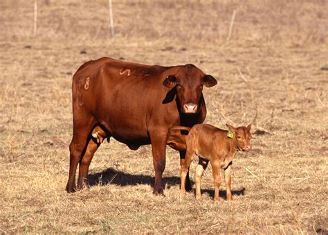 File:Cow with calf.jpg - Wikimedia Commons