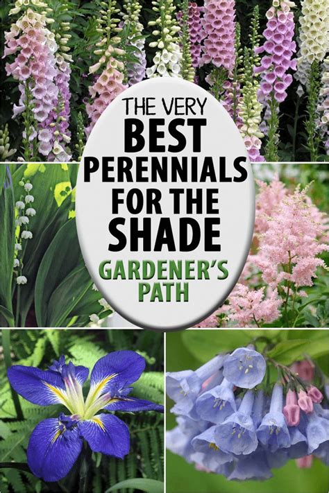 The Best Flowering Perennials for the Shade Minimalist Shade Garden ...