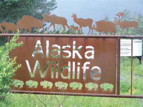 North to Alaska: Alaska Wildlife Conservation Center