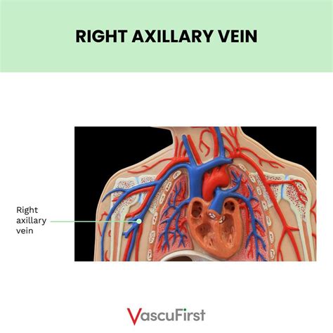 Subclavian Vein Axillary Vein