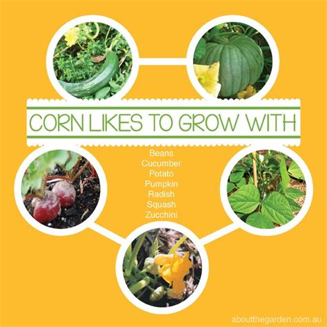 How to Grow Sweet Corn - Gleam O' Dawn