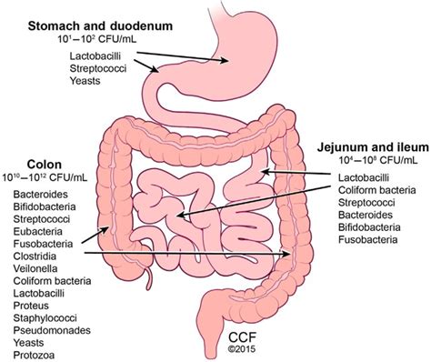 Gastrointestinal Diseases | Montgomery Heart & Wellness