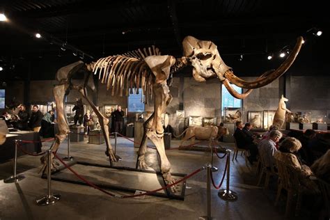 Farmer finds woolly mammoth bones in Michigan field | Minnesota Public ...