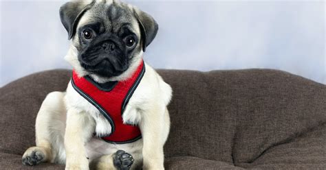 The 3 Best Puppy Harnesses