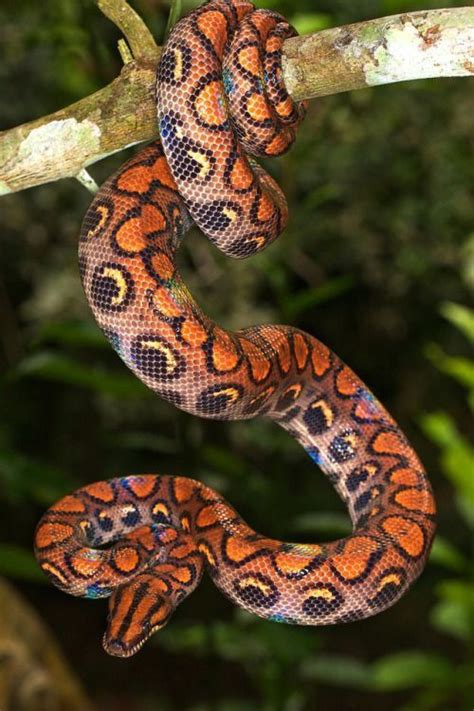 Rainbow Boa by Robert Oelman. | Cute reptiles, Colorful snakes, Snake