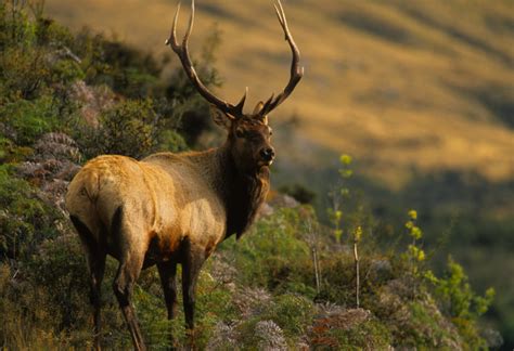 The Big Bulls Of BC’s Rainforest: Roosevelt Elk • BC Outdoors Magazine