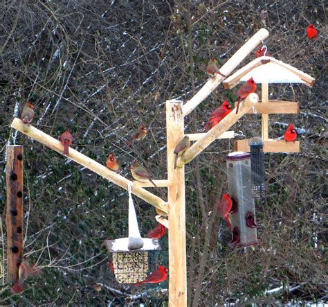 extra tall bird table | Bird feeder poles, Bird feeding station, Bird feeder station